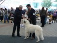 /album/fotogaleria/bratislava-world-dog-show-2009-028-jpg/